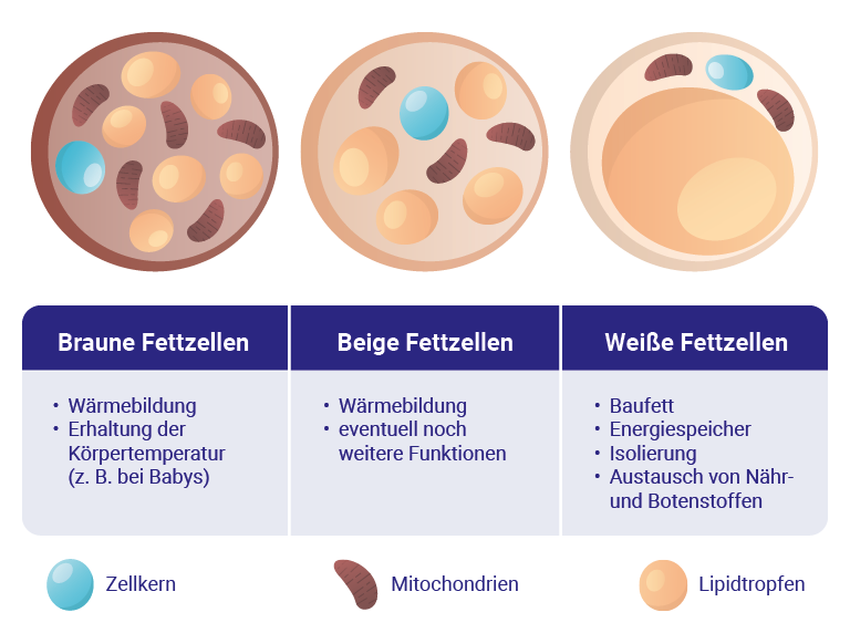 Grafik verschiedener Fettzellen